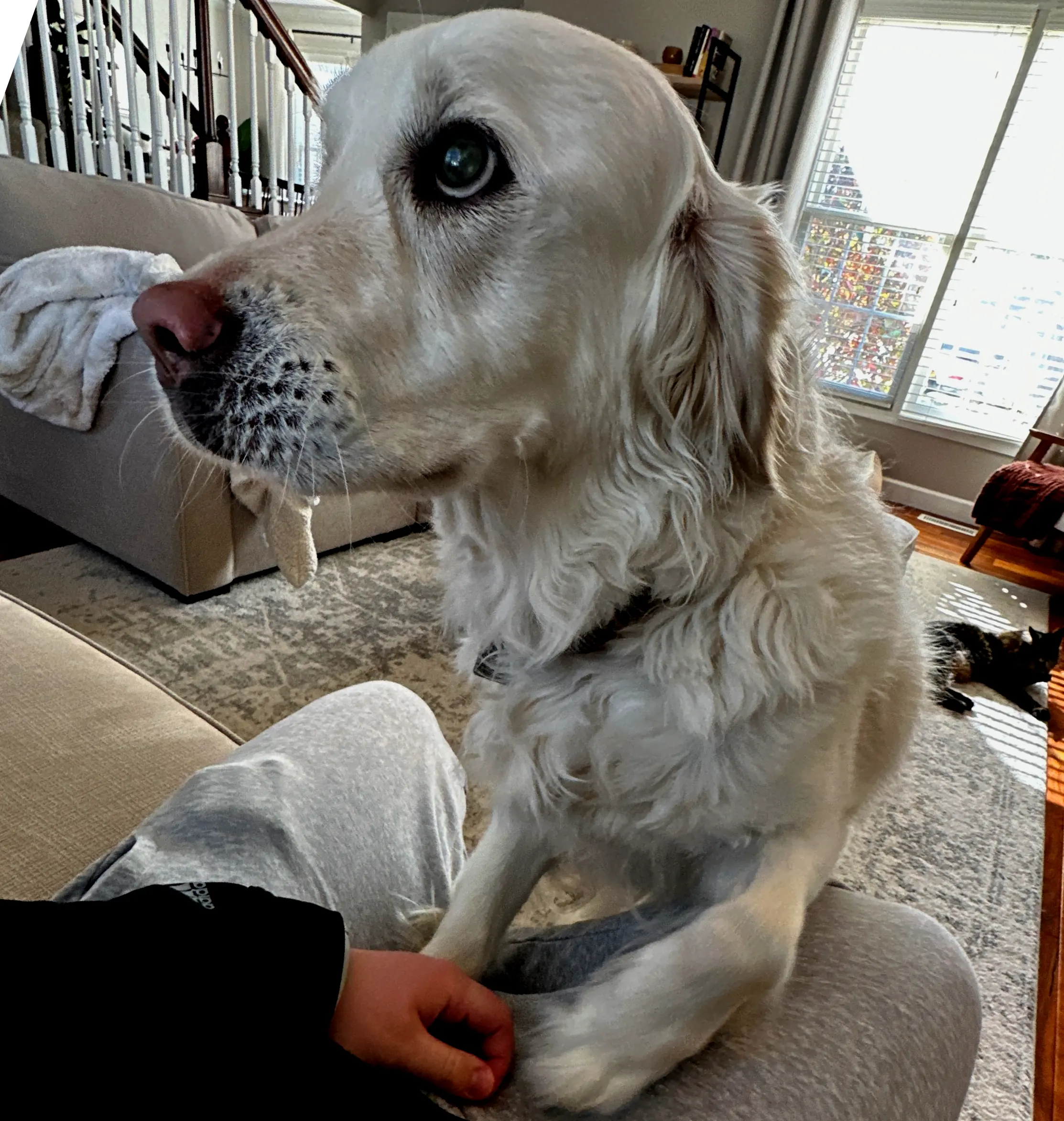 Bailey the dog - friendly and approachable