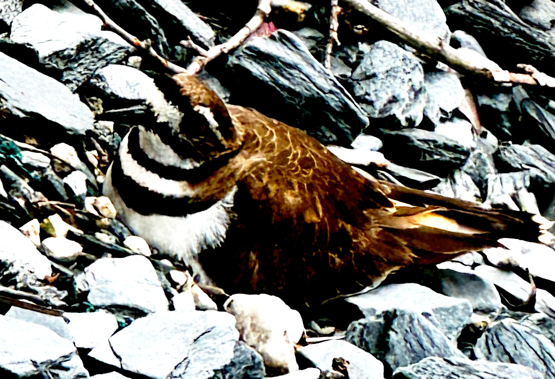 Colorful bird photography showcasing creativity