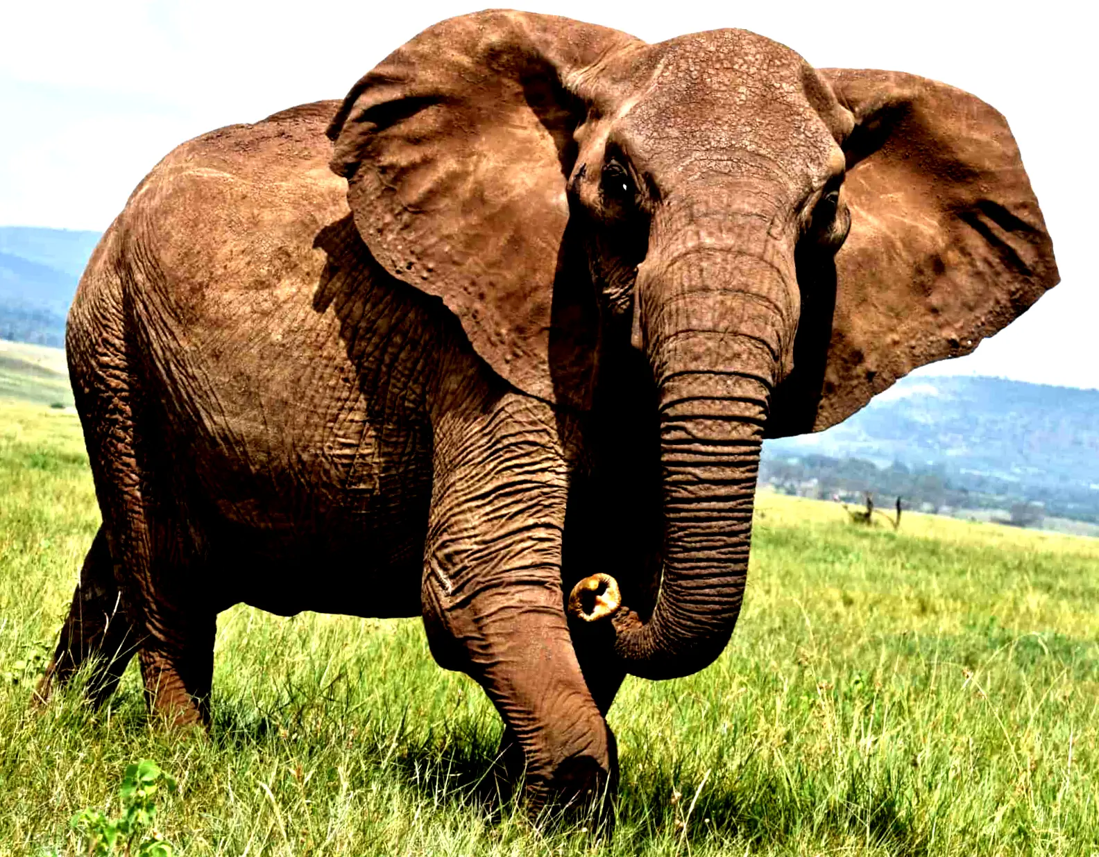 Elephant - strong and reliable