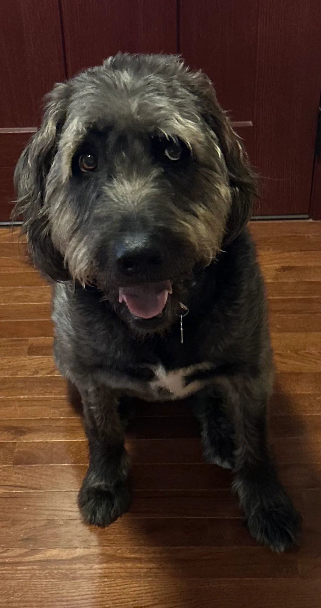 Oliver the cat - thoughtful and detail-oriented